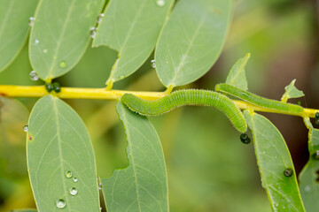 Green caterpillars eating leaves