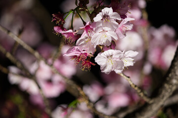 初春の桜の花 静岡熱海糸川にて