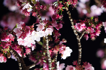 初春の桜の花 静岡熱海糸川にて