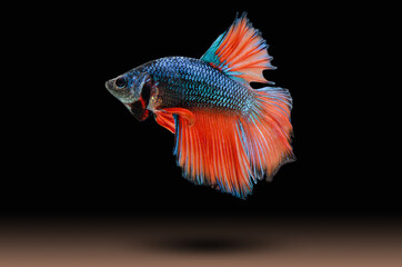 Fish fighting, beautiful fish, colorful fish fighting Siam, colorful tail, prominent action, good posture.