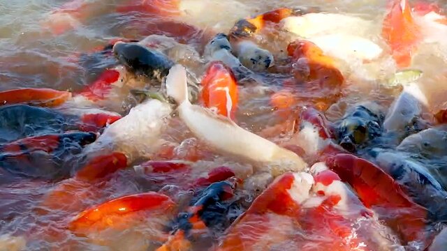 Colorful Koi fishes swimming in the pond.