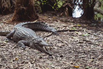 Freshwater Crocodile sits on a muddy bank out of the water in Far North Queensland 