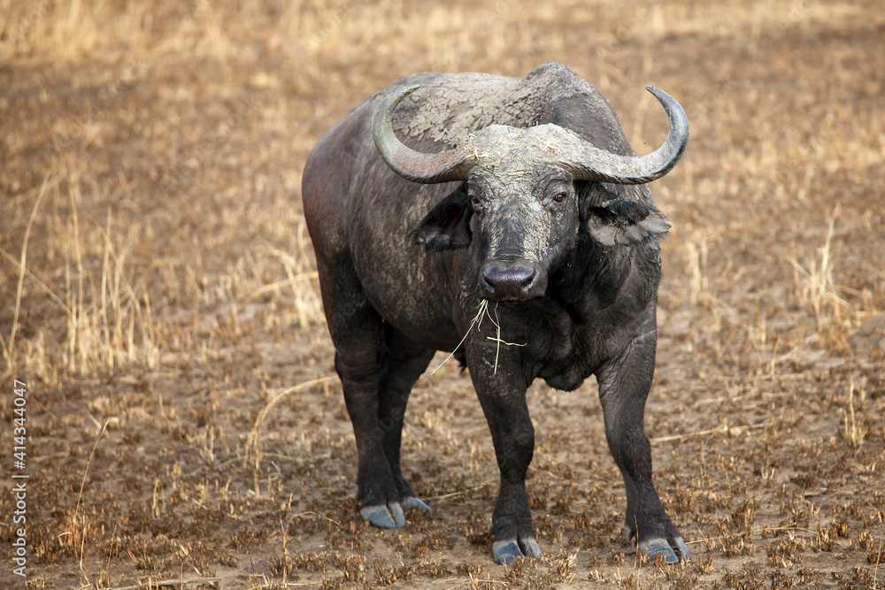 Canvas Prints The African buffalo or Cape buffalo (Syncerus caffer) and a large bull standing covered by mud in a burnt savannah.