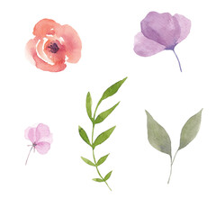 Paint set of hand-drawn watercolor violet and pink flowers, rose leaves on a white background. Use for menus, invitations, wedding