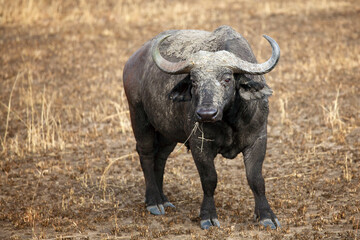 Obraz premium The African buffalo or Cape buffalo (Syncerus caffer) and a large bull standing covered by mud in a burnt savannah.