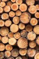 Logging, deforestation of the planet. stacked logs.