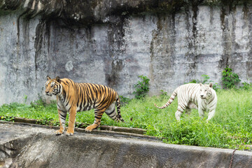 two Tiger at zoo at songkha thailand