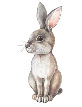 Watercolor gray Hare on white background. Isolated of grey Rabbit.Cute cartoon character. Watercolour Illustration with wild forest animal.