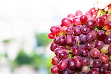 fresh red grape with water drop isolated