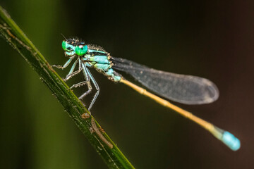 Damselfly