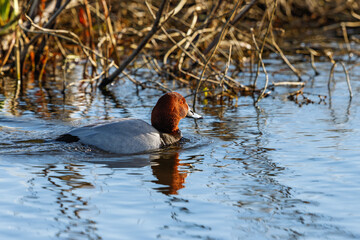 Pochard swimming at the water edge