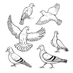 Doves. Vector  illustration.
