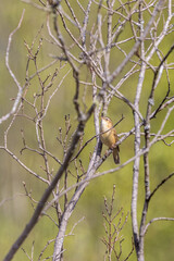 Sedge Warbler sitting on a tree branch