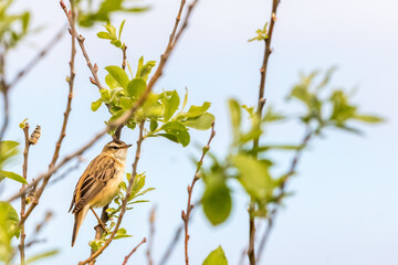 Sedge warbler in the spring in a tree