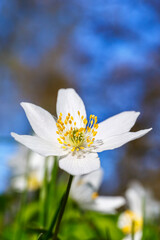 Close up at a Wood anemone flower