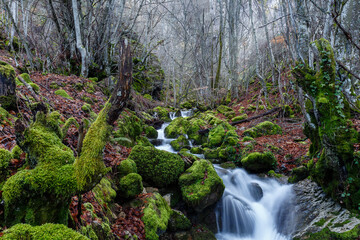 Mountain stream, beech forest with logs and rocks covered with moss. Cabornera, Le&oacute;n, Spain.