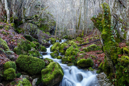 Mountain stream, beech forest with the ground covered with leaves and the rocks with green moss. Cabornera, León, Spain.