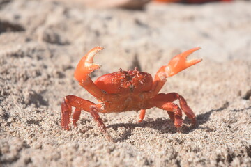 crab on the beach