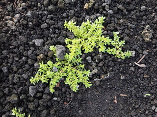 Plant growing in soil