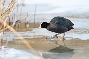 A Coot walks across the ice on a beautiful sunny winter morning looking for food, Winter photo, dutch wildlife, nature photo, city park water birds 