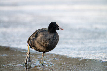 A Coot walks across the ice on a beautiful sunny winter morning looking for food, Winter photo,...