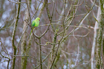 Rose-ringed parakeet warms up in the morning sun in winter, it is winter it is a snowy landscape, dutch nature photo, wildlife background, beautiful colors, Green bird