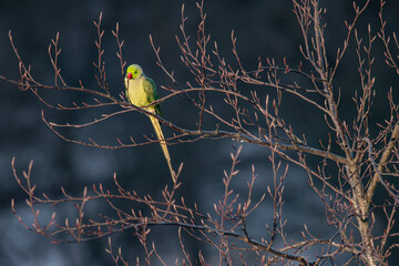 Rose-ringed parakeet warms up in the morning sun in winter, it is winter it is a snowy landscape, dutch nature photo, wildlife background, beautiful colors, Green bird