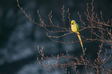 Rose-ringed parakeet warms up in the morning sun in winter, it is winter it is a snowy landscape, dutch nature photo, wildlife background, beautiful colors, Green bird