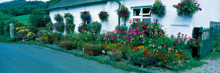 Fototapeta na wymiar Lakeland cottage with an impressive and colourful display of container flowers