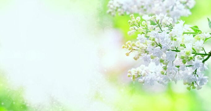 blossom white flowers Lilac close up, gentle green background. Floral romantic image nature. spring season. copy space