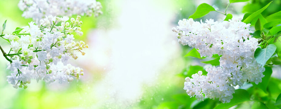 beautiful nature background with blossom white lilac. gentle Floral romantic image nature. spring season. banner. copy space
