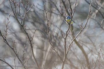 a Great Tit is sitting on a twig in the bushes, it is winter it is a snowy landscape, dutch nature photo, wildlife background, beautiful color songbird