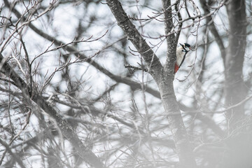 Great spotted woodpecker sits in a tree, it is winter, it is a snowy landscape, dutch nature photo, wildlife background, beautiful colors