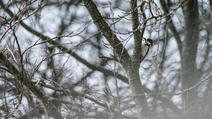 Great spotted woodpecker sits in a tree, it is winter, it is a snowy landscape, dutch nature photo, wildlife background, beautiful colors