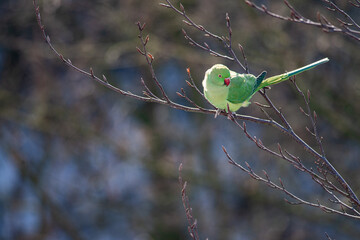 Rose-ringed parakeet warms up in the morning sun in winter, it is winter it is a snowy landscape, dutch nature photo, wildlife background, beautiful colors, Green bird