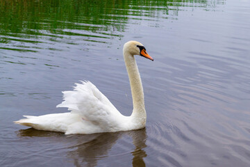 A beautiful adult white swan swims in the water, in Lake Usmas, Latvia.