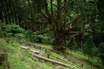 ancient giant tree in Japanese country side