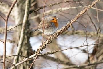Close up of a robin sitting on a twig in winter on a beautiful winter snowy morning, dutch nature photo, wildlife background, song bird