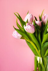 Close up of a bunch of pink and white tulips in a vase against warm pink background with copespace. 8 march, mother's day, birthday. Vertical card