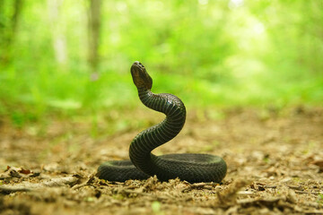 snake in the grass