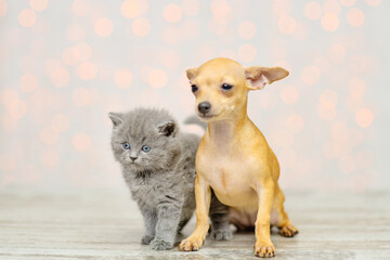 Fototapeta na wymiar Little toy terrier puppy and fluffy gray kitten against the background of lights