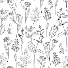 Pattern Flowers vector line drawing. Field herbs and flowers