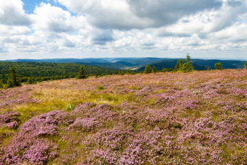 Paysage des plateaux des Vosges en France par une belle journée estivale, avec la lande séchée...