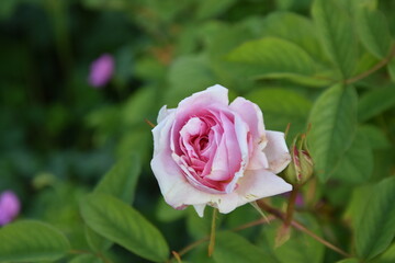 pink rose in garden