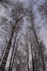 Fototapeta na wymiar Birch trees in hoarfrost. Winter forest in Russia in overcast day.