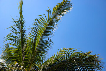 Coco palm leaf on blue sky background. Sunny tropical nature minimal photo. Coconut palm branch....