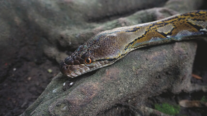 Python Reticulatus Closeup Moving On The Root.