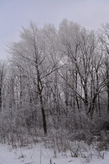 Winter forest in overcast day. Trees covered by hoarfrost.