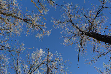 Forest in winter. View from below on oak trees tops on the background of bright blue sky.