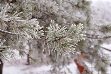 Frosted branch pine tree in the city park